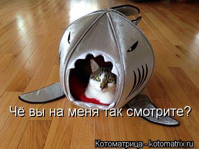Котоматрица: Чё вы на меня так смотрите?