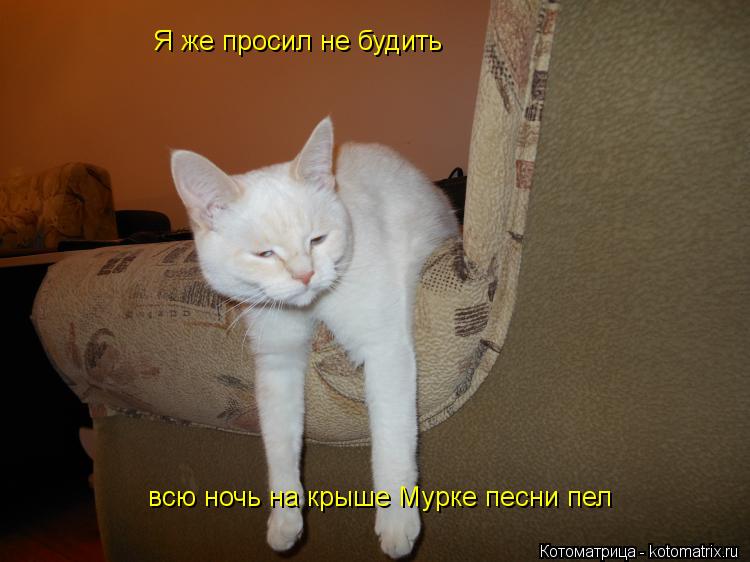 Я же просил не будить всю ночь на крыше Мурке песни пел... Котоматрица: Я же просил не будить всю ночь на крыше Мурке песни пел