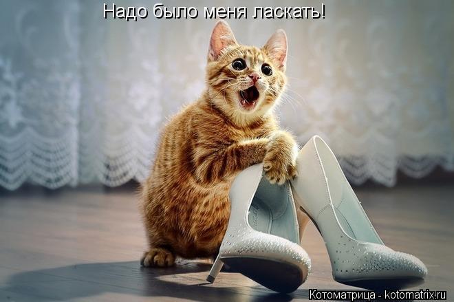 Надо было меня ласкать!... Котоматрица: Надо было меня ласкать!
