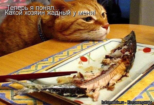 Котоматрица: Теперь я понял... Какой хозяин жадный у меня!