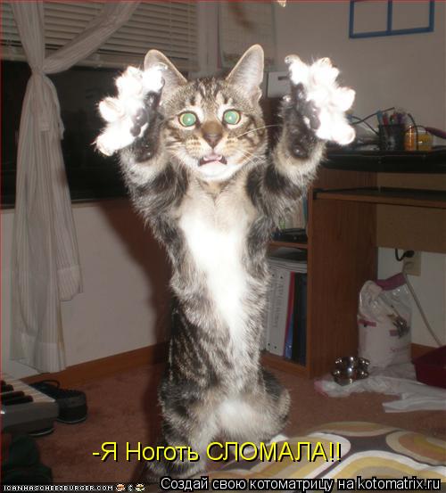 -Я Ноготь СЛОМАЛА!!... Котоматрица: -Я Ноготь СЛОМАЛА!!