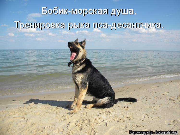 Бобик-морская душа. Тренировка рыка пса-десантника.... Котоматрица: Бобик-морская душа. Тренировка рыка пса-десантника.