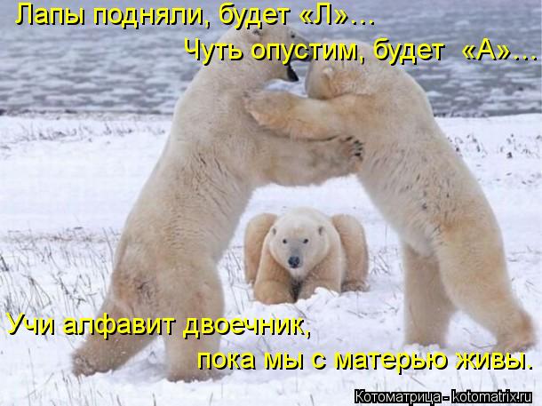 Лапы подняли, будет «Л»… Чуть опустим, будет «А»… Учи алфавит двоечник, пока мы с матерью живы.... Котоматрица: Лапы подняли, будет «Л»… Чуть опустим, будет «А»… Учи алфавит двоечник, пока мы с матерью живы.