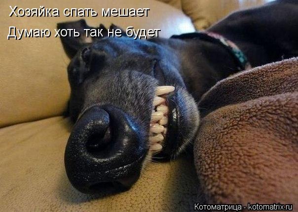 Котоматрица: Хозяйка спать мешает Думаю хоть так не будет