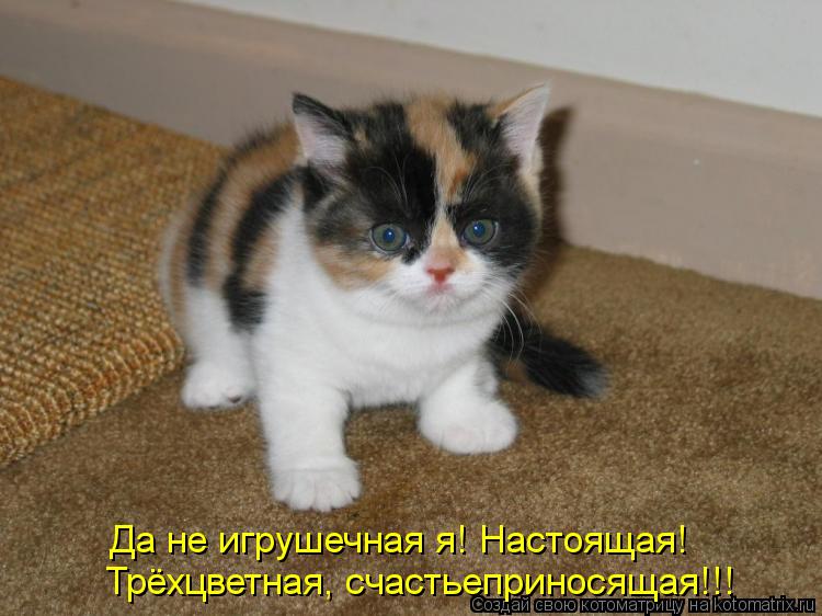 Трёхцветная, счастьеприносящая!!! Да не игрушечная я! Настоящая!... Котоматрица: Трёхцветная, счастьеприносящая!!! Да не игрушечная я! Настоящая!