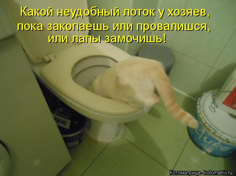 Какой неудобный лоток у хозяев, пока закопаешь или провалишся, или лапы замочишь!... Котоматрица: Какой неудобный лоток у хозяев, пока закопаешь или провалишся, или лапы замочишь!