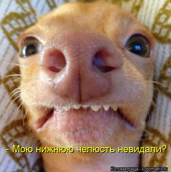 - Мою нижнюю челюсть невидали?... Котоматрица: - Мою нижнюю челюсть невидали?