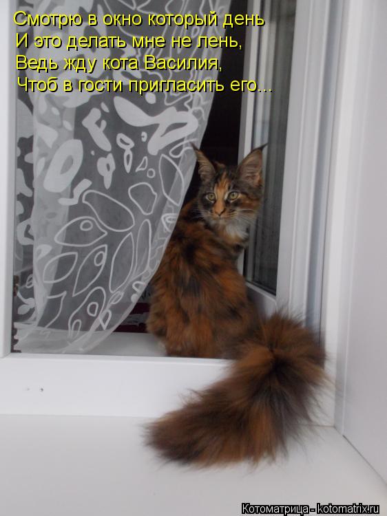 Котоматрица: Смотрю в окно который день И это делать мне не лень, Ведь жду кота Василия, Чтоб в гости пригласить его...