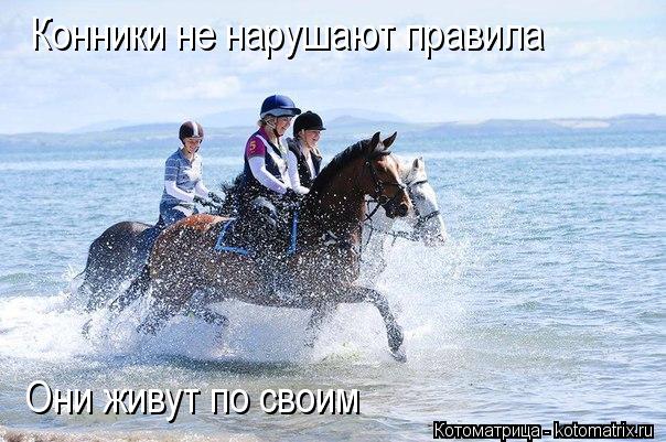 Конники не нарушают правила Они живут по своим... Котоматрица: Конники не нарушают правила Они живут по своим