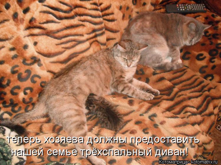 нашей семье трёхспальный диван! теперь хозяева должны предоставить... Котоматрица: нашей семье трёхспальный диван! теперь хозяева должны предоставить