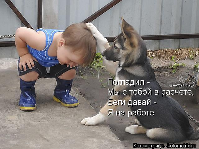 Погладил - Мы с тобой в расчете, Беги давай - Я на работе... Котоматрица: Погладил - Мы с тобой в расчете, Беги давай - Я на работе