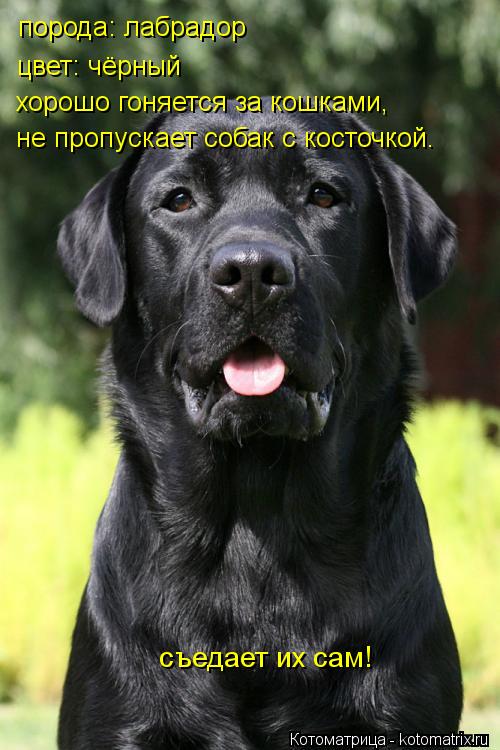 порода: лабрадор цвет: чёрный не пропускает собак с косточкой. хорошо гоняется за кошками, съедает их... Котоматрица: порода: лабрадор цвет: чёрный не пропускает собак с косточкой. хорошо гоняется за кошками, съедает их сам!