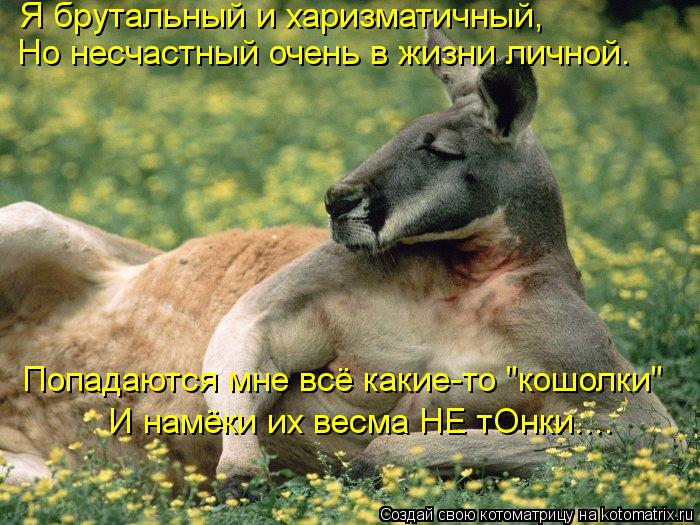 Я брутальный и харизматичный, Но несчастный очень в жизни личной. Попадаются мне всё какие-то "кошолк... Котоматрица: Я брутальный и харизматичный, Но несчастный очень в жизни личной. Попадаются мне всё какие-то "кошолки" И намёки их весма НЕ тОнки....