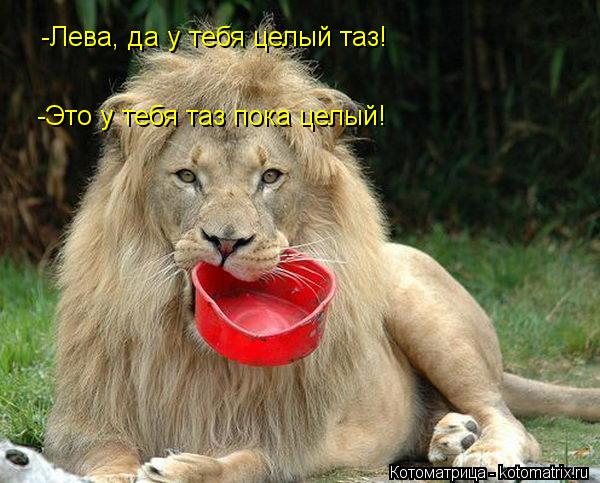 -Лева, да у тебя целый таз! -Это у тебя таз пока целый!... Котоматрица: -Лева, да у тебя целый таз! -Это у тебя таз пока целый!