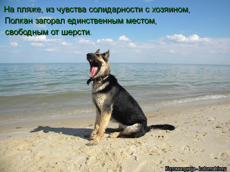 Котоматрица: На пляже, из чувства солидарности с хозяином, Полкан загорал единственным местом, свободным от шерсти.