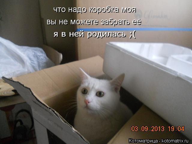 что надо каропка что надо каропка что надо коробка моя вы не можете забрать её я в ней родилась ;... Котоматрица: что надо каропка что надо каропка что надо коробка моя вы не можете забрать её я в ней родилась ;(