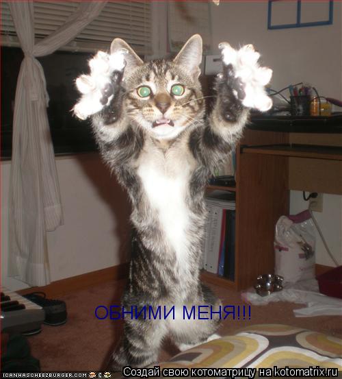 ОБНИМИ МЕНЯ!!!... Котоматрица: ОБНИМИ МЕНЯ!!!
