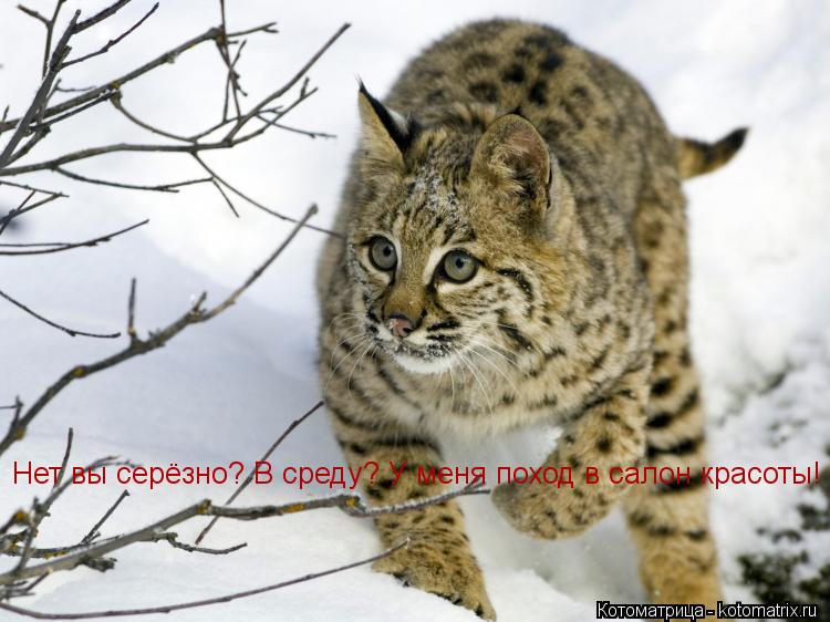 Нет вы серёзно? В среду? У меня поход в салон красоты!... Котоматрица: Нет вы серёзно? В среду? У меня поход в салон красоты!