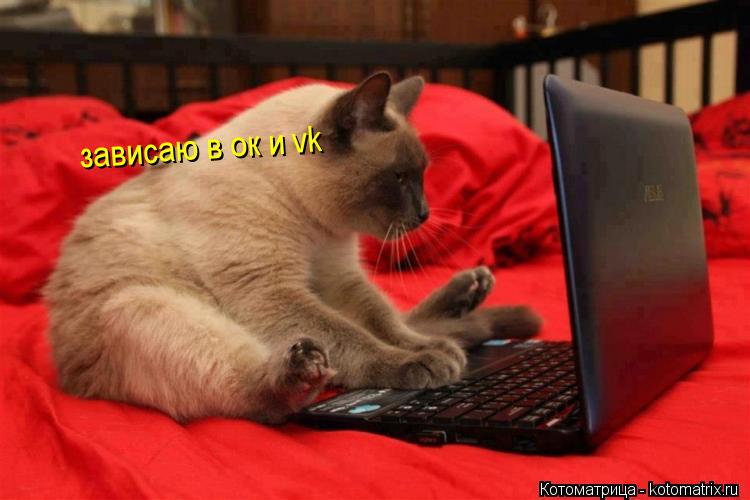 зависаю в ок и vk... Котоматрица: зависаю в ок и vk