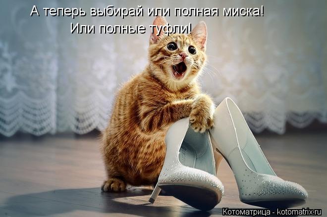 А теперь выбирай или полная миска! Или полные туфли!... Котоматрица: А теперь выбирай или полная миска! Или полные туфли!