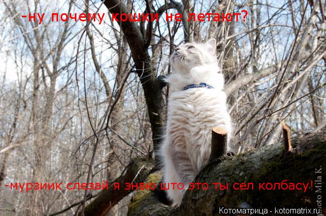 Котоматрица: -ну почему кошки не летают? -мурзиик слезай я знвю што это ты сел колбасу!