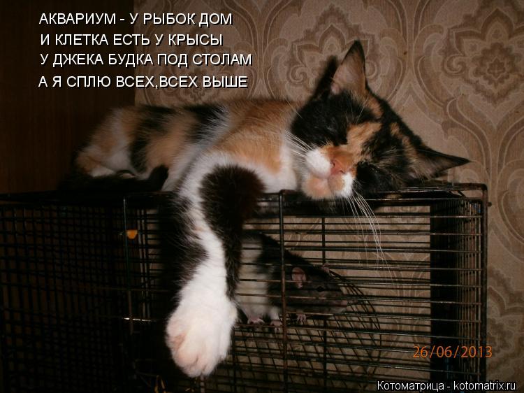Котоматрица: АКВАРИУМ - У РЫБОК ДОМ И КЛЕТКА ЕСТЬ У КРЫСЫ У ДЖЕКА БУДКА ПОД СТОЛАМ А Я СПЛЮ ВСЕХ,ВСЕХ ВЫШЕ