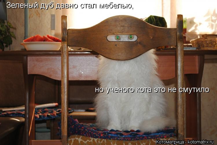 Зеленый дуб давно стал мебелью, но ученого кота это не смутило... Котоматрица: Зеленый дуб давно стал мебелью, но ученого кота это не смутило
