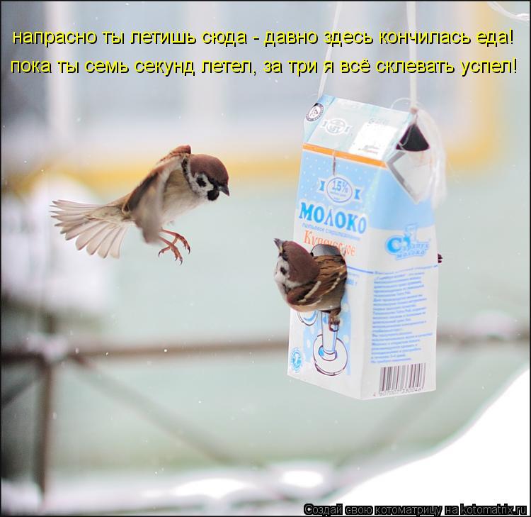 Котоматрица: напрасно ты летишь сюда - давно здесь кончилась еда! пока ты семь секунд летел, за три я всё склевать успел!