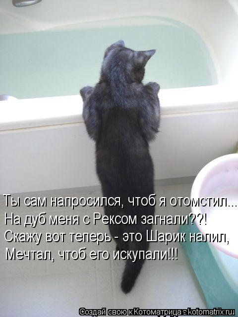 Ты сам напросился, чтоб я отомстил... На дуб меня с Рексом загнали??! Скажу вот теперь - это Шарик на... Котоматрица: Ты сам напросился, чтоб я отомстил... На дуб меня с Рексом загнали??! Скажу вот теперь - это Шарик налил, Мечтал, чтоб его искупали!!!