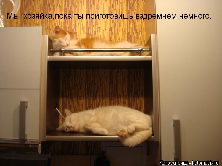 Котоматрица: Мы, хозяйка,пока ты приготовишь,вздремнем немного.
