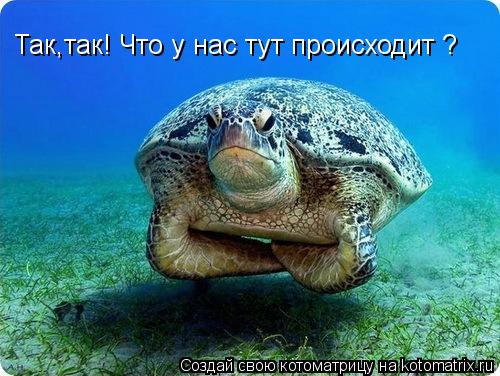 Котоматрица: Так,так! Что у нас тут происходит ?
