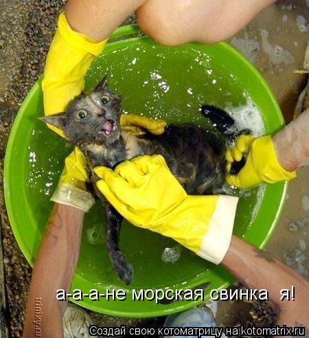 Котоматрица: а-а-а-не морская свинка  я!