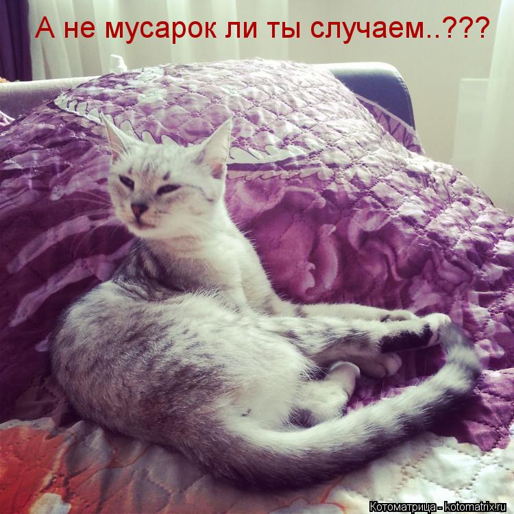 А не мусарок ли ты случаем..???... Котоматрица: А не мусарок ли ты случаем..???