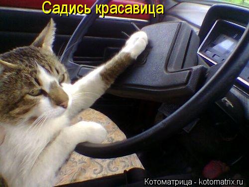 Садись красавица... Котоматрица: Садись красавица