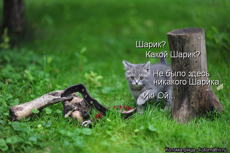 Котоматрица: Шарик? Какой Шарик? Не было здесь никакого Шарика... Ик! Ой...