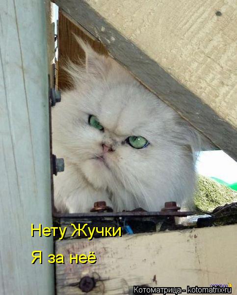 Котоматрица: Нету Жучки Я за неё