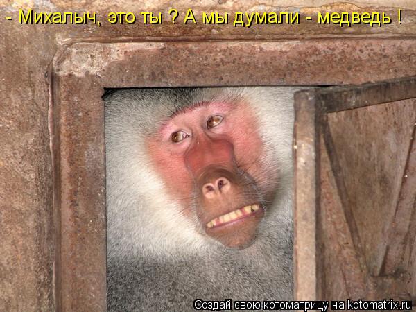 Котоматрица: - Михалыч, это ты ? А мы думали - медведь !