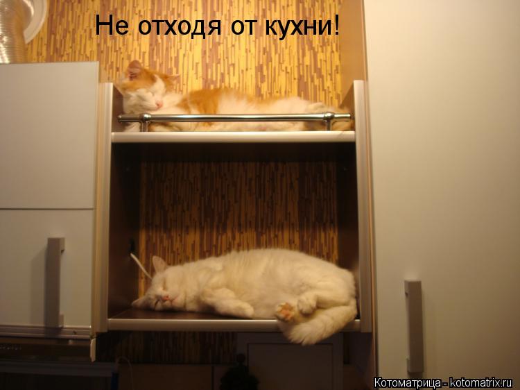 Котоматрица: Не отходя от кухни!