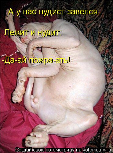 А у нас нудист завелся. Лежит и нудит: -Да-ай пожра-ать!... Котоматрица: А у нас нудист завелся. Лежит и нудит: -Да-ай пожра-ать!