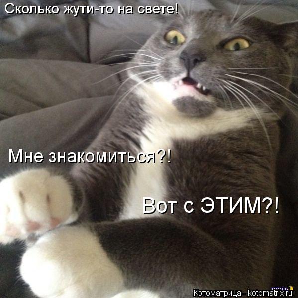 Котоматрица: Сколько жути-то на свете! Мне знакомиться?! Вот с ЭТИМ?!