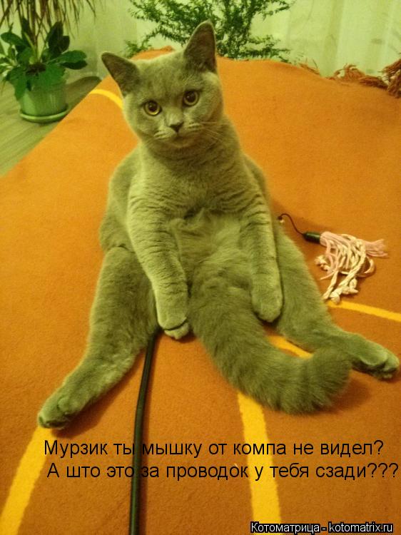 Мурзик ты мышку от компа не видел? А што это за проводок у тебя сзади???... Котоматрица: Мурзик ты мышку от компа не видел? А што это за проводок у тебя сзади???
