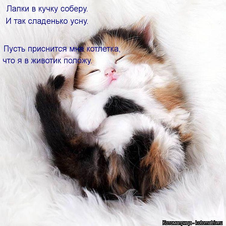 Лапки в кучку соберу. И так сладенько усну. Пусть приснится мне котлетка, что я в животик положу.... Котоматрица: Лапки в кучку соберу. И так сладенько усну. Пусть приснится мне котлетка, что я в животик положу.