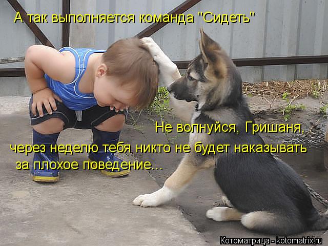 Котоматрица: А так выполняется команда "Сидеть" Не волнуйся, Гришаня,  через неделю тебя никто не будет наказывать за плохое поведение...