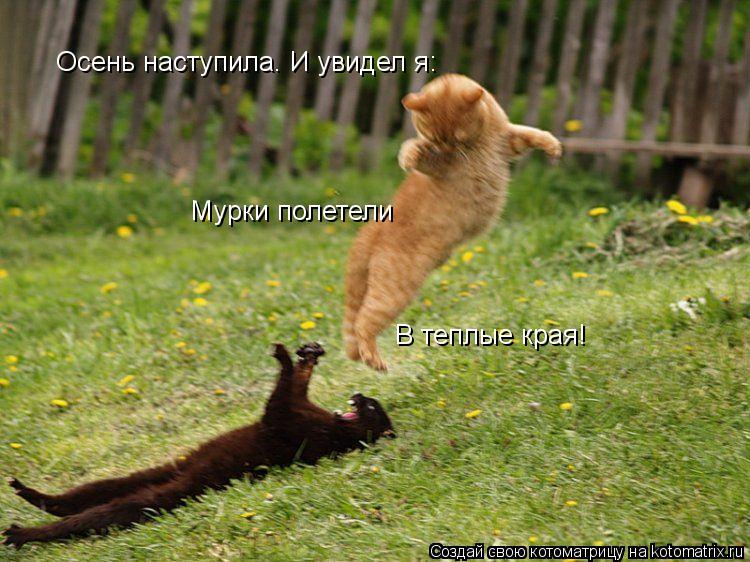 Котоматрица: Осень наступила. И увидел я: Мурки полетели В теплые края!