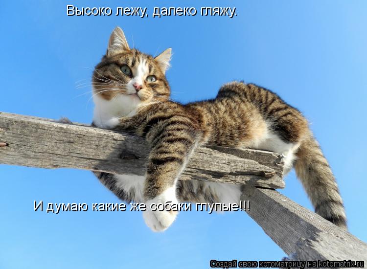 Высоко лежу, далеко гляжу. И думаю какие же собаки глупые!!!... Котоматрица: Высоко лежу, далеко гляжу. И думаю какие же собаки глупые!!!