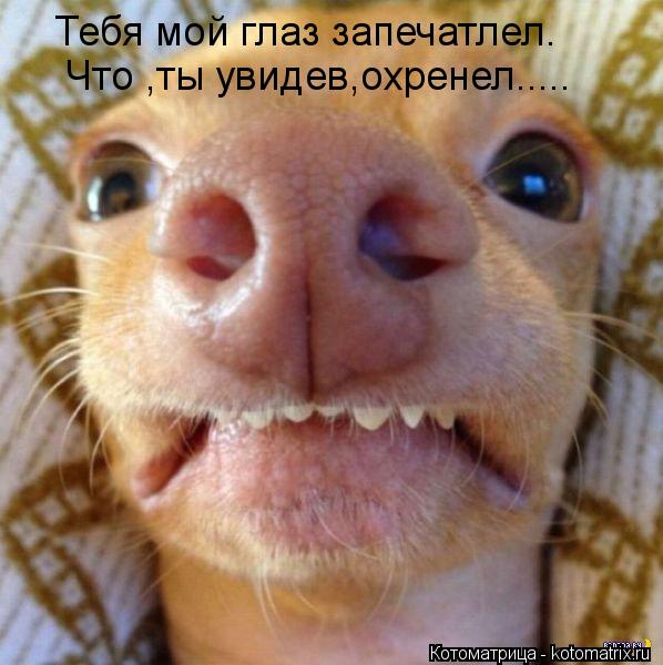 Тебя мой глаз запечатлел. Что ,ты увидев,охренел........ Котоматрица: Тебя мой глаз запечатлел. Что ,ты увидев,охренел.....