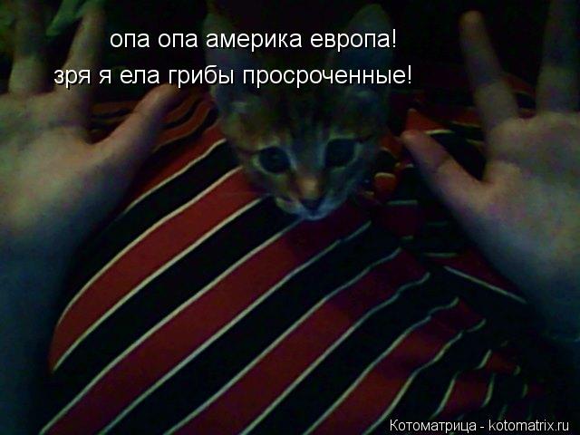 Котоматрица: опа опа америка европа! зря я ела грибы просроченные!