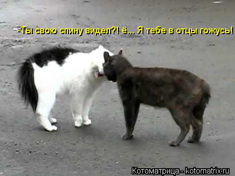 -Ты свою спину видел?! ё... Я тебе в отцы гожусь!... Котоматрица: -Ты свою спину видел?! ё... Я тебе в отцы гожусь!