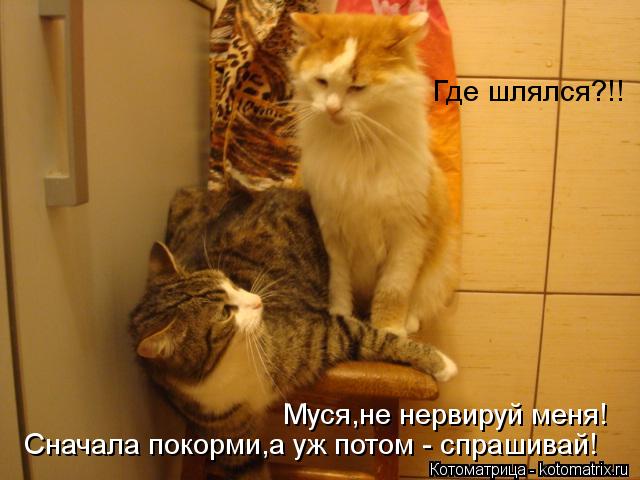 Котоматрица: Муся,не нервируй меня! Где шлялся?!! Сначала покорми,а уж потом - спрашивай!