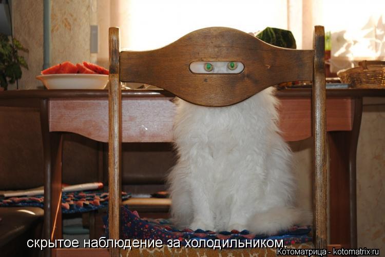 скрытое наблюдение за холодильником.... Котоматрица: скрытое наблюдение за холодильником.